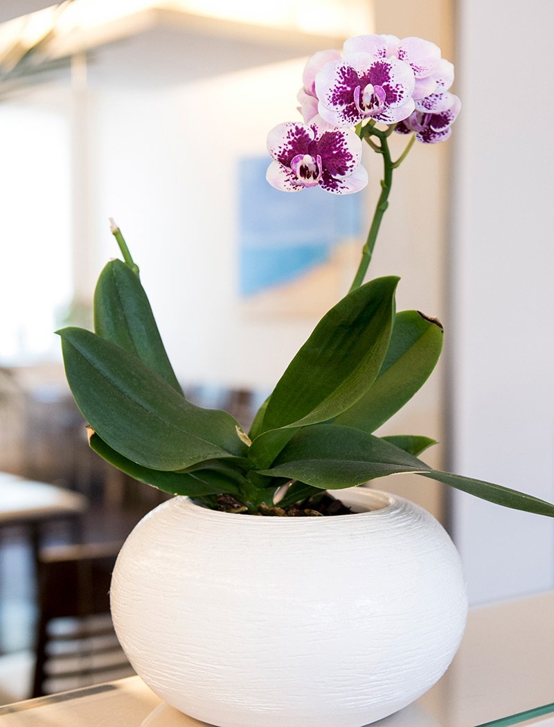 Orchidee in einem weißen Übertopf auf dem Praxistresen stehend